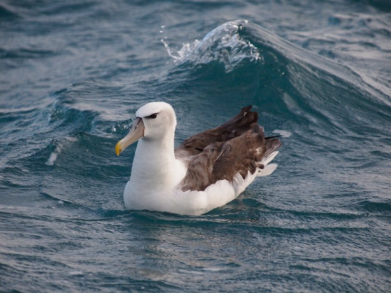 WhiteCappd_Mollymawk_080613_058.jpg - Albatrosses of the Tasman Sea