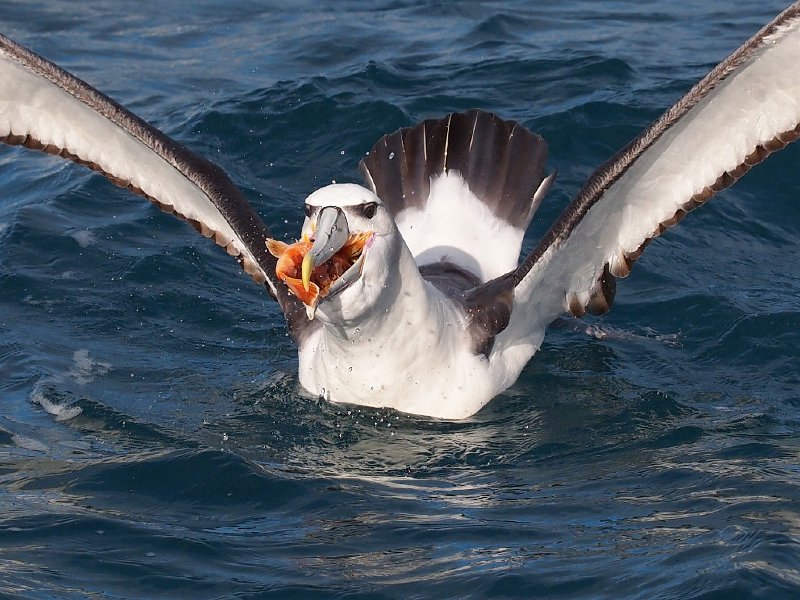 WhiteCappd_Mollymawk_080613_138.jpg - Black-capped Mollymawk photographed off Mana