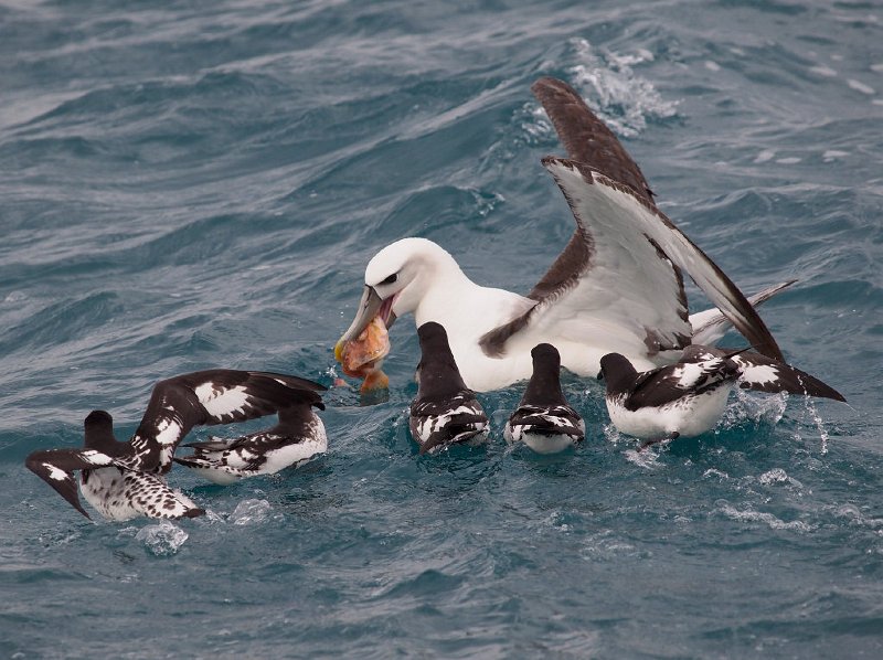 WhiteCappd_Mollymawk_080613_272.jpg - Albatrosses of the Tasman Sea