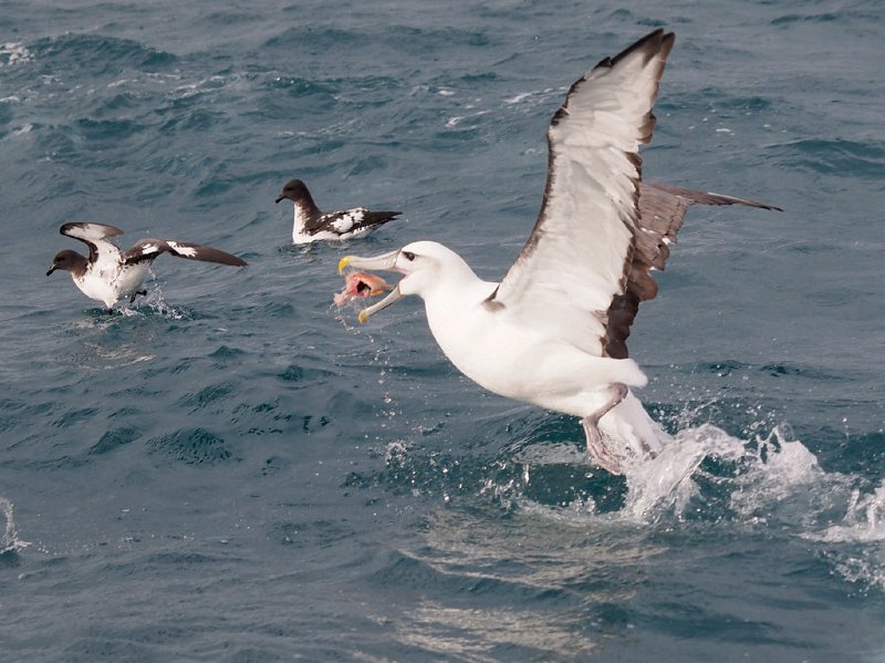 WhiteCappd_Mollymawk_080613_348.jpg - Albatrosses of the Tasman Sea