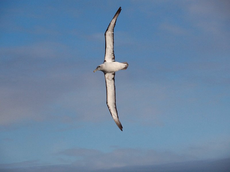 WhiteCappd_Mollymawk_080613_409.jpg - Albatrosses of the Tasman Sea