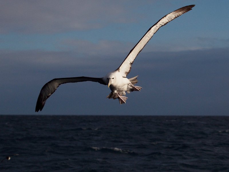 WhiteCappd_Mollymawk_080613_443.jpg - Albatrosses of the Tasman Sea