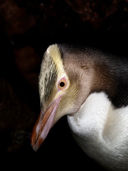 YEP_Golden_12.jpg - Yellow-eyed Penguin photographed on Stewart Island   