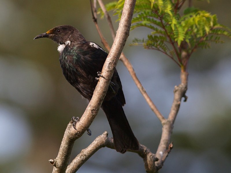 Young_tui-12.jpg - Young Tui 
