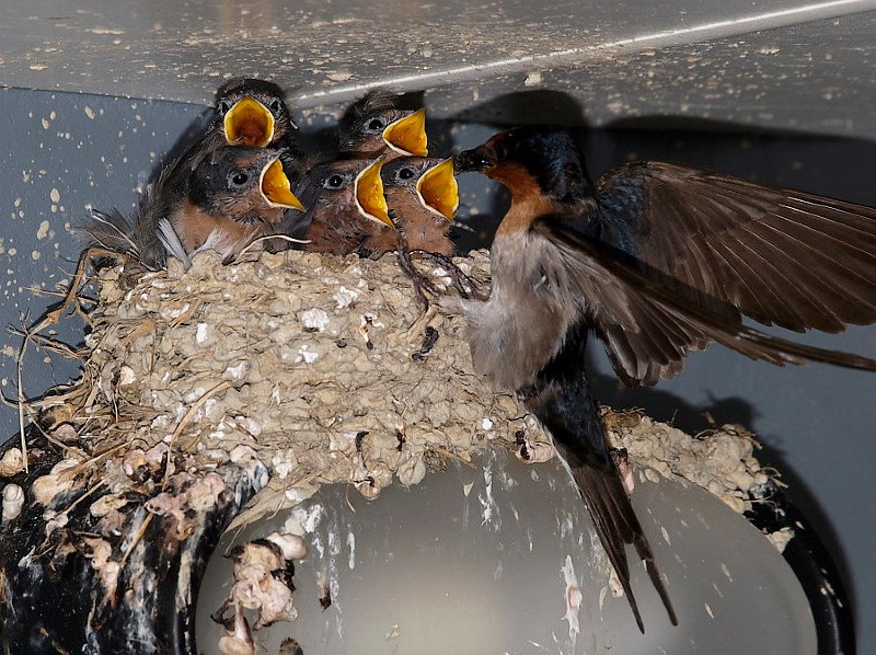 swallow_feeding233crm.jpg - Swallows Feeding