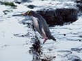 Hioho_CurioBay_280412_123