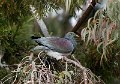 Kereru06cr