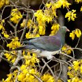 Kereru_Kowhai_170907_07cresq