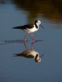 PiedStilt_02112009_061