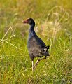 Pukeko_Pauatahanui13cre