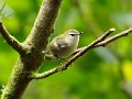 Rifleman_Turitea_251111_1cr