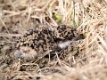 SpurWingedPlover_chick_280810_21
