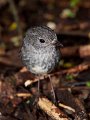 Toutouwai_NI_Robin_271211_11