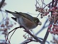 Waxeye_berries_54e43