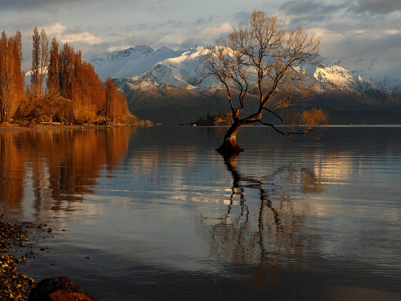 That_Tree_Wanaka_130917_079e.jpg