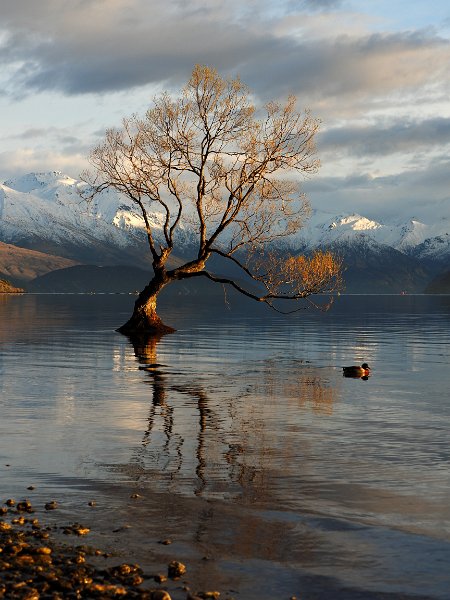 That_Tree_Wanaka_130917_100e.jpg