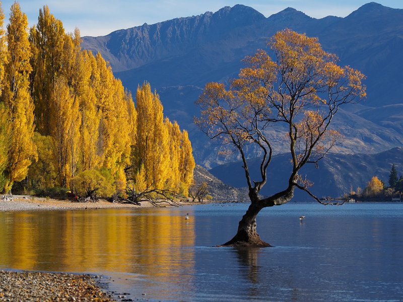 Wanaka_230422_37.jpg - That Tree, Wānaka