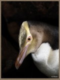 Stewart Island Gallery