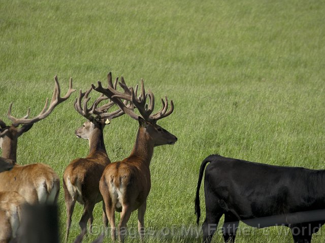 rseRedDeer_Pukawa01-01.jpg
