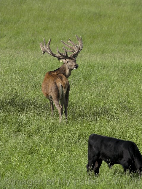 rseRedDeer_Pukawa08-01.jpg