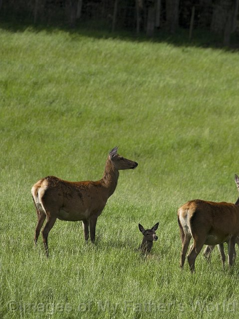 rseRedDeer_Pukawa12-01.jpg