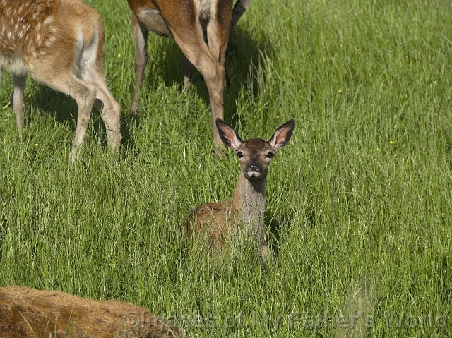 rseRedDeer_Pukawa15-01.jpg