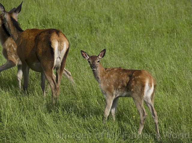 rseRedDeer_Pukawa27-01.jpg