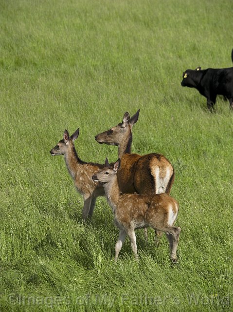 rseRedDeer_Pukawa29-01.jpg