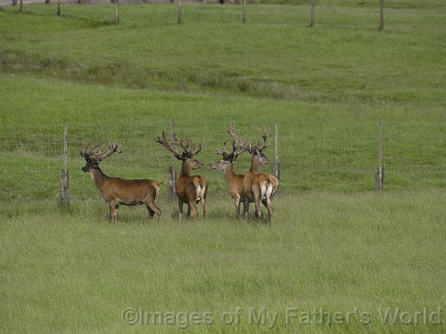 rseRedDeer_Pukawa32-01.jpg