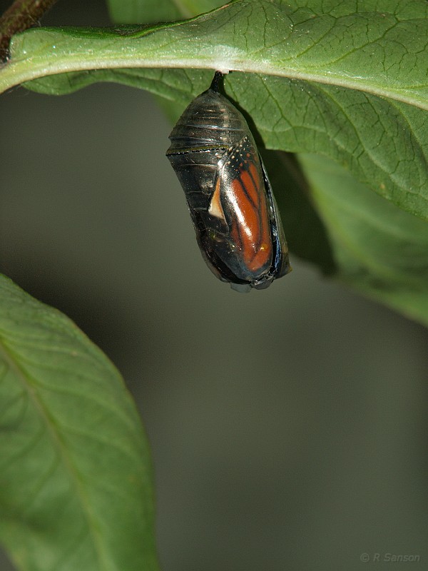 Monarch02.jpg