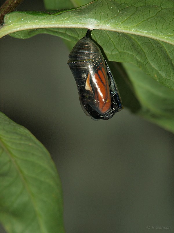 Monarch04.jpg