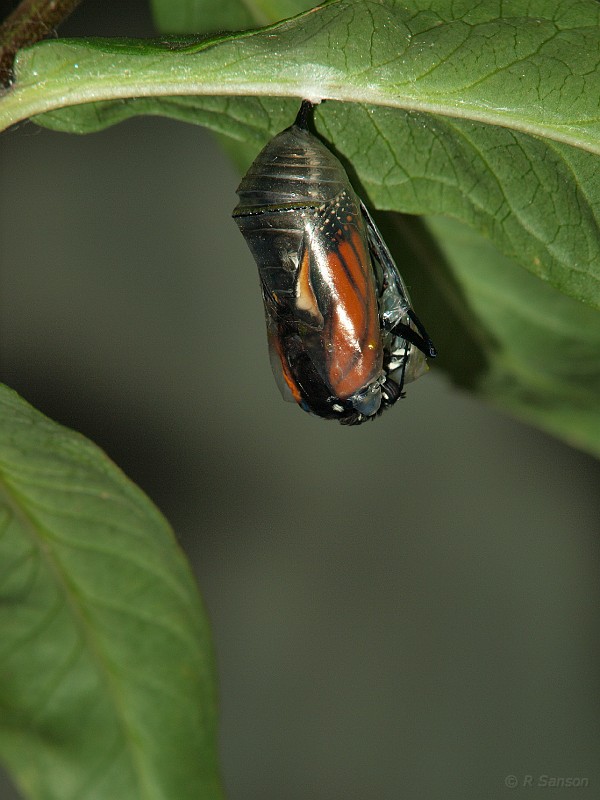 Monarch06.jpg