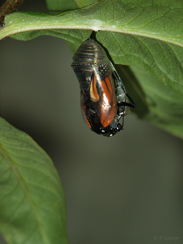 Monarch07.jpg