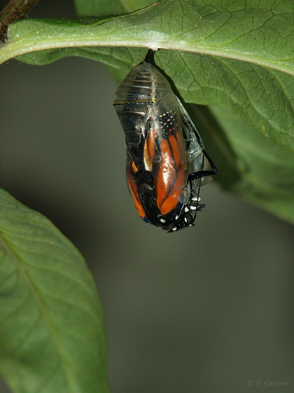 Monarch09.jpg