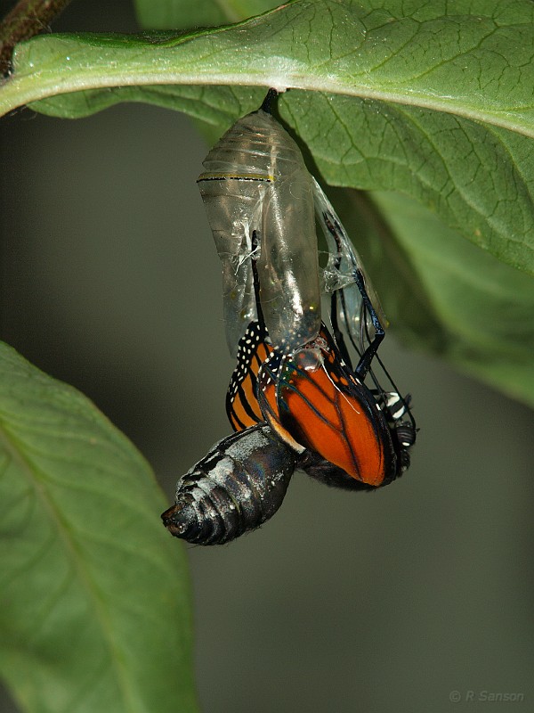 Monarch11.jpg