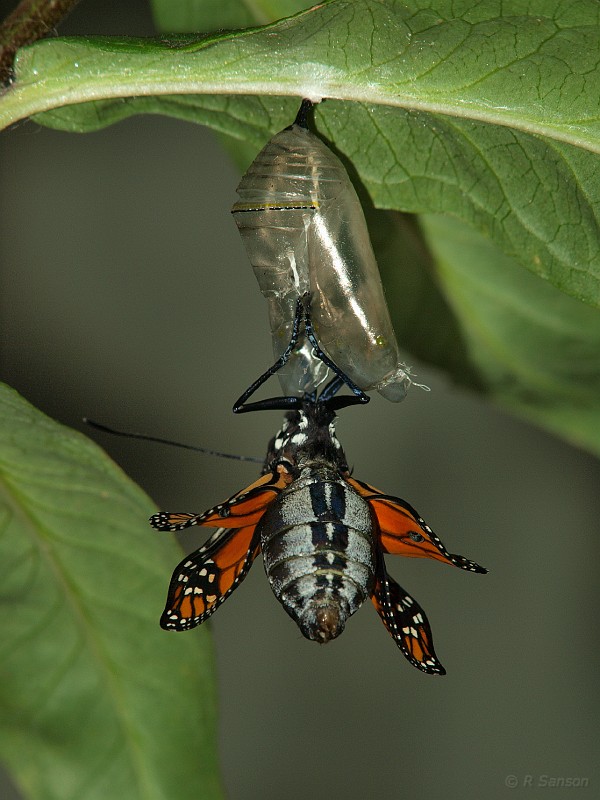 Monarch12.jpg