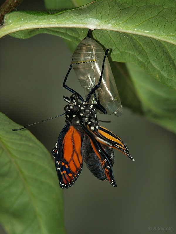 Monarch13.jpg