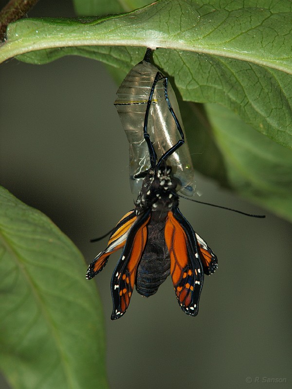 Monarch14.jpg