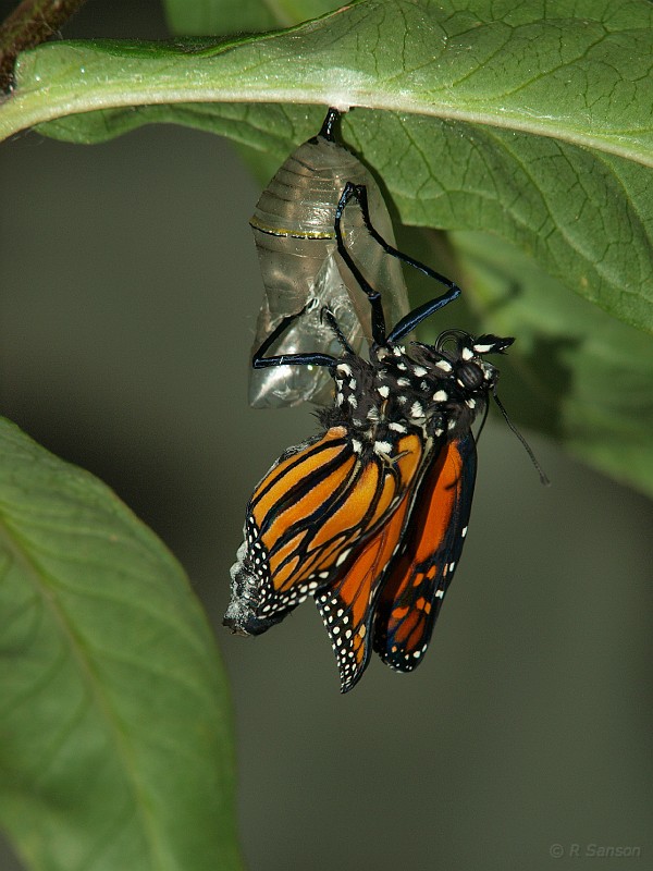 Monarch15.jpg
