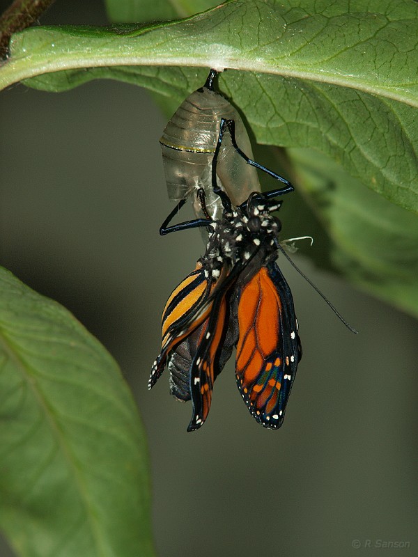 Monarch16.jpg