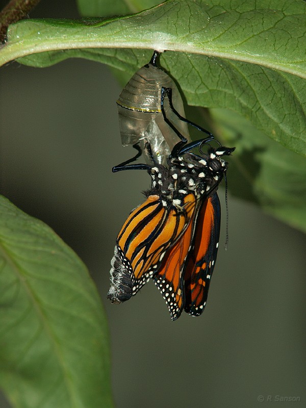 Monarch18.jpg