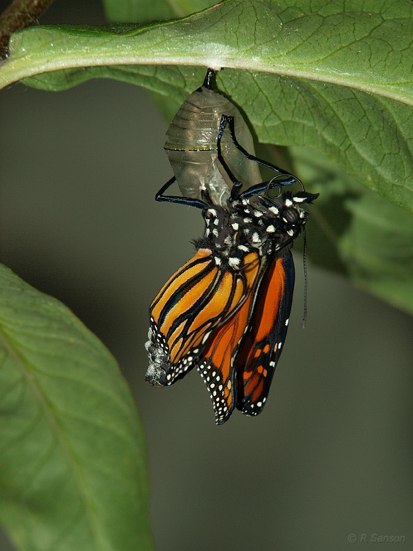 Monarch19.jpg