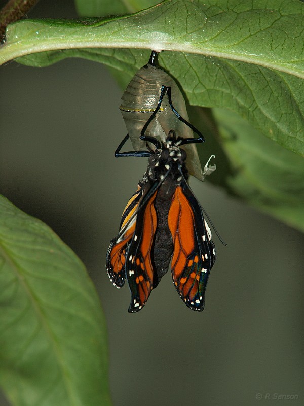 Monarch20.jpg