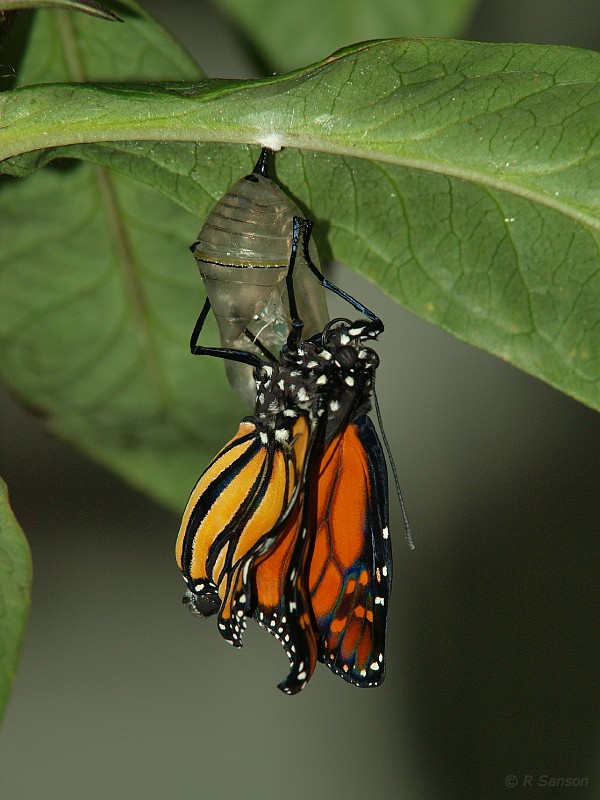 Monarch21.jpg