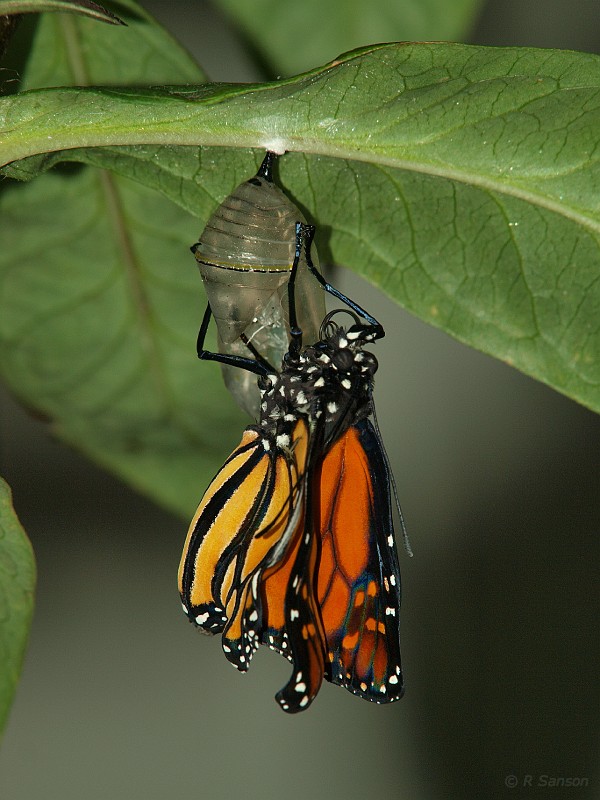 Monarch24.jpg