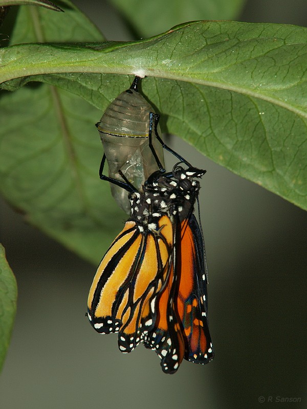 Monarch25.jpg