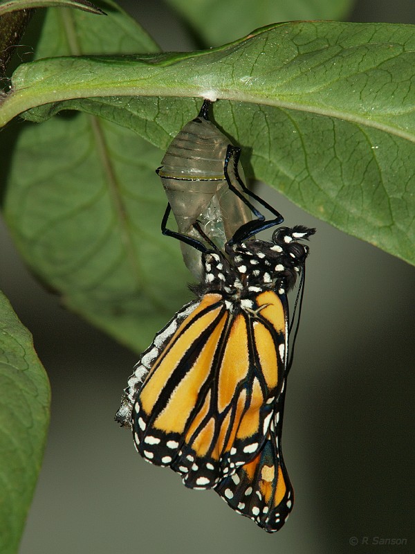 Monarch27.jpg