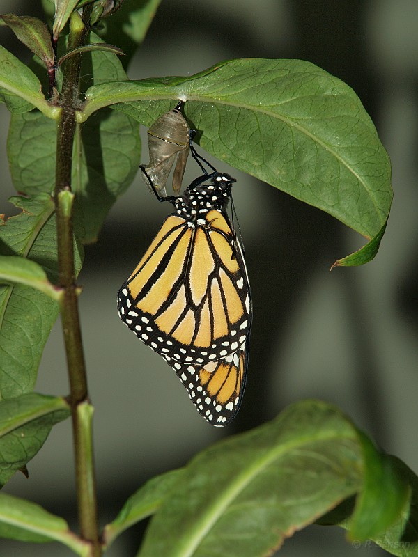 Monarch28.jpg